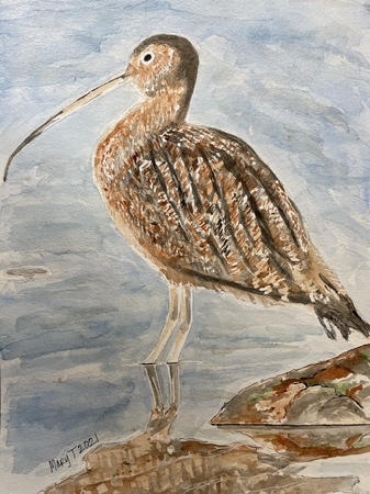 Curlew on Call